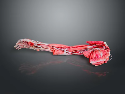 Medical Device Human Arm Muscle Anatomy Model Clear Red White Structure Dark Background Reflective Effect 3d model