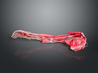 Muscle Human Muscle Human Muscle Human Muscle Tissue Human Organ 3d model