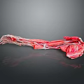 Medical Device Human Arm Muscle Anatomy Model Clear Red White Structure Dark Background Reflective Effect