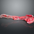 Muscle Human Muscle Human Muscle Human Muscle Tissue Human Organ 3d model