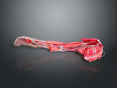 Muscle Human Muscle Human Muscle Human Muscle Tissue Human Organ 3d model