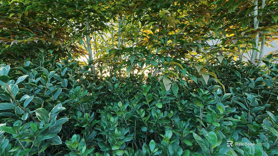 Lush Green Shrubs With Dense Vibrant Foliage And Sunlight Filtering Through Leaves 3d model 