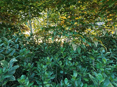 Lush Green Shrubs With Dense Vibrant Foliage And Sunlight Filtering Through Leaves 3d model