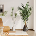 Indoor Bonsai Plants In Different Sizes With White Black Pots And Modern Interior Elements