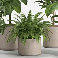 Lush Indoor Potted Plants With Monstera Fern And Areca Palm In Concrete Pots