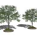 Two Slender Trees with Lush Green Leaves in Stone Edged Flower Beds on Gray Background
