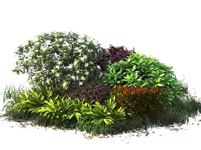 shrub hedge plant model