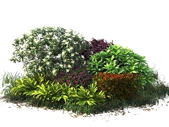 shrub hedge plant 3d model