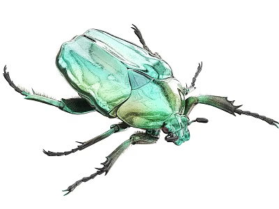 Vibrant Green Iridescent Flying Beetle With Shiny Exoskeleton Detailed Illustration 3d model