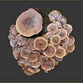 Cluster Of Pinkish Mushrooms Growing On Woody Tree Stump Background