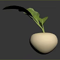 Fresh White Round Root Vegetable with Green Leaves on Dark Background 3d model