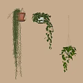 Hanging Basket Plants with Lush Trailing Greenery in Terracotta Pots and Macramé for Indoor Decor