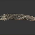 Lizard With Detailed Skin And White Spots Lying On Smooth Surface Against Black Background