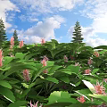 Lush Green Leaves and Pink Flowers with Blue Sky White Clouds and Pine Trees
