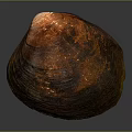 Close Up View Of Orange Red Shellfish With Shiny Surface On Gray Background