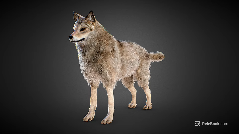 Majestic Gray Wolf Standing Alert With Dense Fur And Sharp Eyes 3d model 