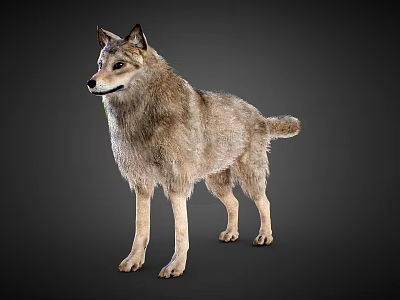 Majestic Gray Wolf Standing Alert With Dense Fur And Sharp Eyes 3d model