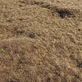 Dry Grass Garden Ornament With Natural Brown Turf And Textured Withered Landscape