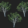 Three Trees With White Trunks And Green Foliage On Black Background