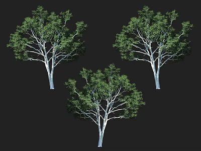 Three Trees With White Trunks And Green Foliage On Black Background 3d model