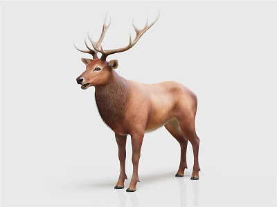 Brown Deer With Large Antlers Standing On White Background 3d model