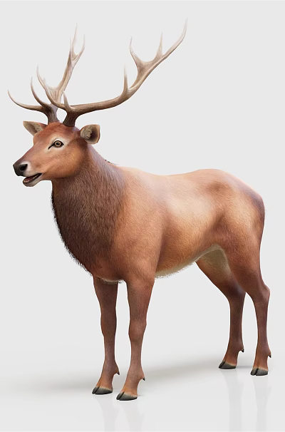 Brown Deer With Large Antlers Standing On White Background 3d model