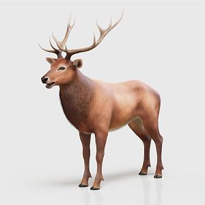 Modern Deer Elk 3d model