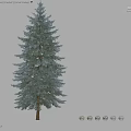 Evergreen Arbor Trees In Natural Arrangement With Various Heights And Green Foliage