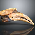 Prehistoric Flying Animal Skull with Large Beak and Textured Surface on Dark Background