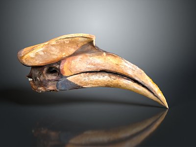 beak long beak bird beak bone bird 3d model