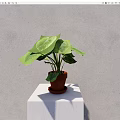 Potted Plant With Large Green Leaves In Brown Pot On White Pedestal Against Gray Wall