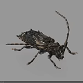 Dark Colored Beetle With Long Antennae And Detailed Body Patterns Standing On Dark Background 3d model