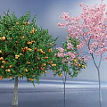 Ornamental Arbor Trees With Orange Fruits And Pink Blossoms In Blue Sky Water Setting