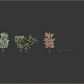 Colorful 3D Tree Models With Green Blue Red Pink And Small Plants On Gray Background