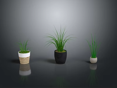 Potted Plants with Different Sizes and Colors on Black Floor Against Gray Background Showing Reflection 3d model