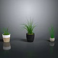 Potted Plants with Different Sizes and Colors on Black Floor Against Gray Background Showing Reflection