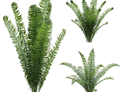 Lush Green Fern Plants With Various Decorative Arrangements For Indoor Decor 3d model