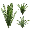Lush Green Fern Plants With Various Decorative Arrangements For Indoor Decor