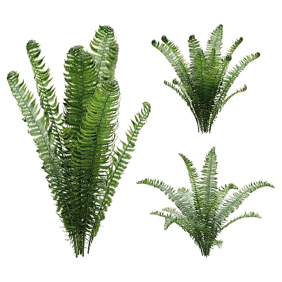 Lush Green Fern Plants With Various Decorative Arrangements For Indoor Decor 3d model