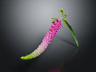 Long Curved Green To Pink Flower With Small Buds Green Leaves On Dark Background Reflection 3d model