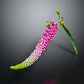 Long Curved Green To Pink Flower With Small Buds Green Leaves On Dark Background Reflection