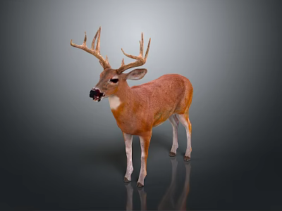 Deer with Large Antlers Brown Body and White Legs Standing on Gray Background 3d model