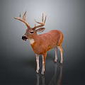 Deer with Large Antlers Brown Body and White Legs Standing on Gray Background