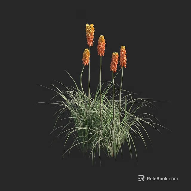 Torch Lily Plants With Orange Spiked Flowers And Long Green Leaves 3d model 