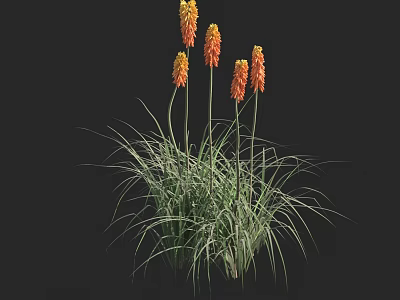Torch Lily Plants With Orange Spiked Flowers And Long Green Leaves 3d model