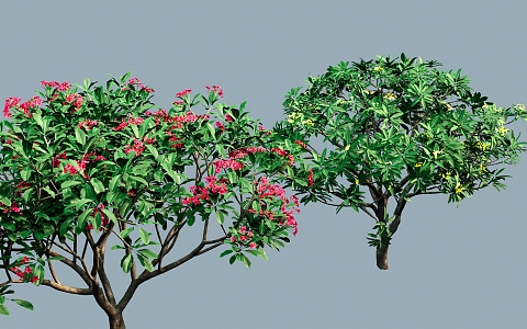 Safflower frangipani frangani 3d model