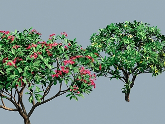 Safflower frangipani frangani 3d model