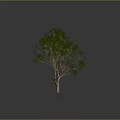 Green Leafy Tree With Brown Trunk And Lush Foliage Against Gray Background