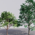 Modern Sick Trees Street Trees Big Trees Tall Trees Arbor Landscape Plant Trees Courtyard Trees 3d model