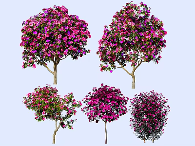 Blooming Trees with Purple Pink Flowers and Lush Canopies in Garden View 3d model